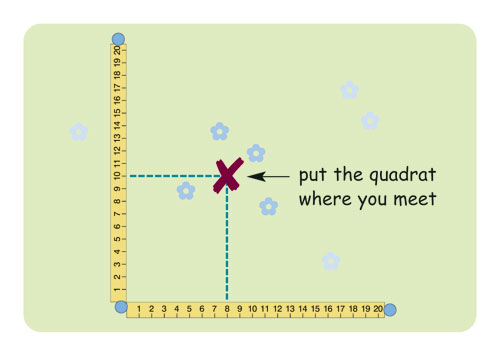 diagram showing where to place quadrat