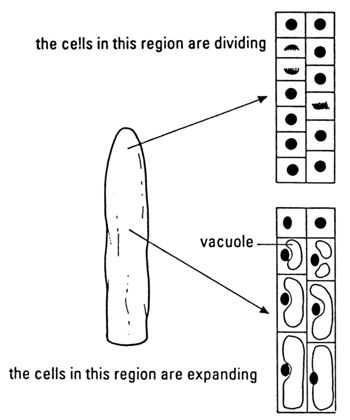 Shoot tip cell division and growth diagram