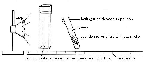 lamp, tank of water, pondweed in water in boiling tube, metre rule beneath