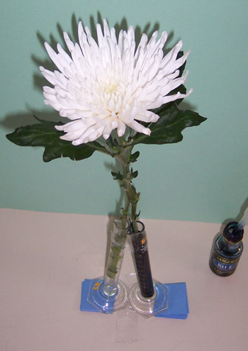flower with stem divided in two, with one half in plain water and the other half in a solution containing dye