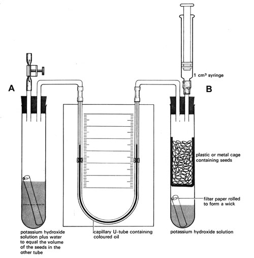 Diagram showing equipment to measure rate of respiration