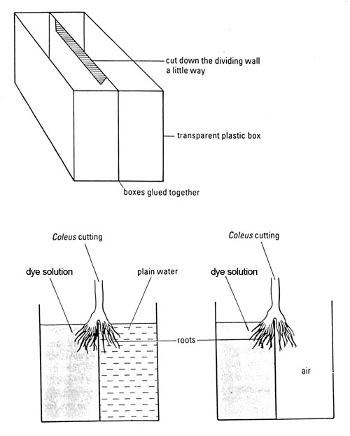 apparatus to set up plants with half their roots in dye and the other half in plain water