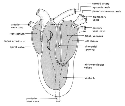 Structure of the frog's heart 