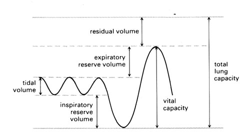 Standard trace showing how to read off residual volume, expiratory reserve volume, tidal volume, inspiratory reserve volume, vital capacity and total lung capacity 