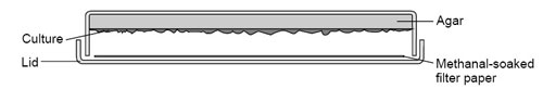 Killing the culture in a plate by using methanal-soaked filter paper