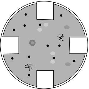 Incubating and viewing taped plates with various growths 