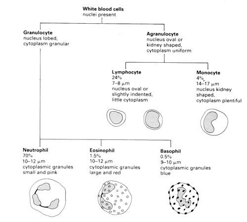 human white blood cells under microscope