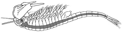 Artemia salina - brine strimp diagram