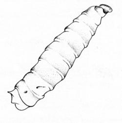 Calliphora larva