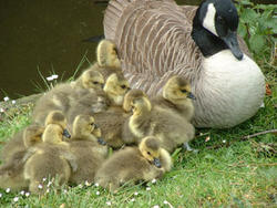 Baby geese with mother