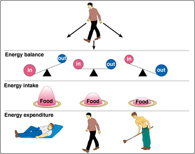 Controling Body Mass Ei And Ee From Rowett Institute