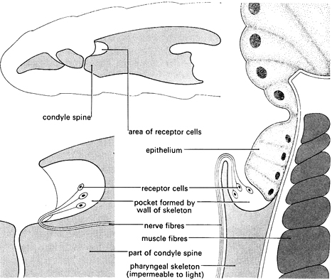 Diagram of Calliphora light receptors