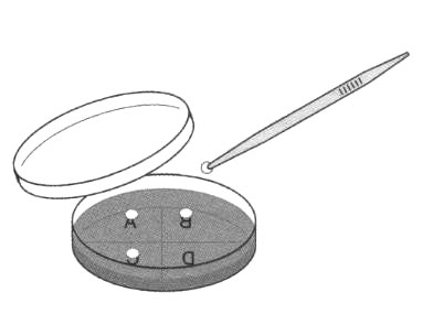 Sterile paper discs on agar 