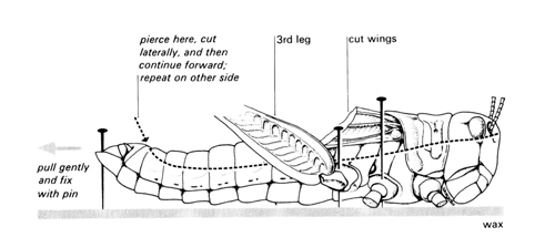 locust respiration experiment