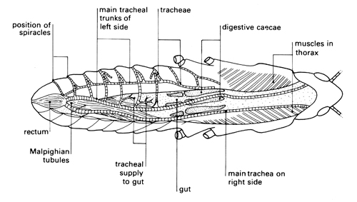 Dissection of the ventilation system of a locust