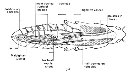 locust respiration experiment