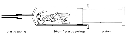 living locust in large plastic syringe