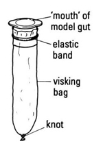 Setting up the Visking tubing 