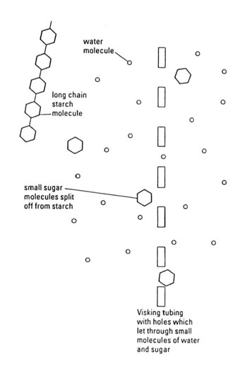 diagram of sugar and starch molecules passing through holes in Visking tubing