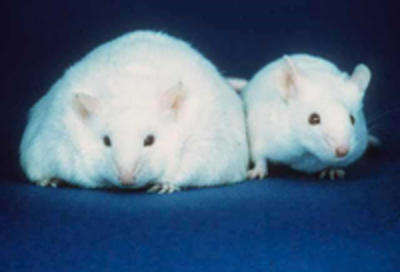 Controlling body mass Fatmouse