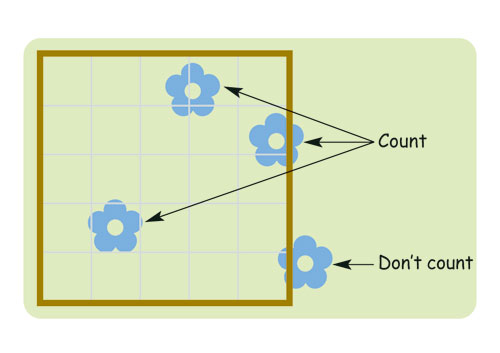 What plants to count in a quadrat