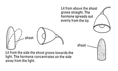 diagram shoot tips gowing towards the light 