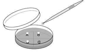 Sterile paper discs on pour plate