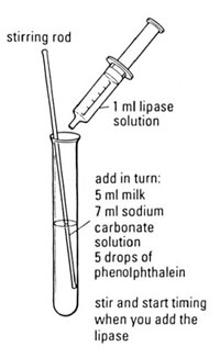 Apparatus for investigating effect of temperature on the activity of lipase