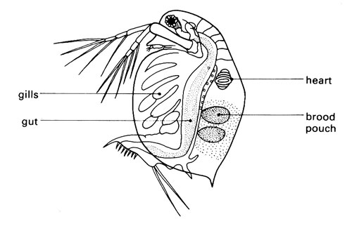 Daphnia diagram showing structure