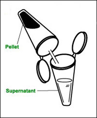 Transferring supernatant to a clean labelled microcentrifuge tube