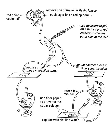 diagram showing how to observe osmosis plasmolysis and turgor In plant cells