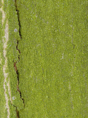 The distribution of a simple plant Pleurococcus on a tree trunk