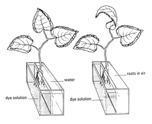 coleus plants with half their roots in dyed water and the other half in plain water