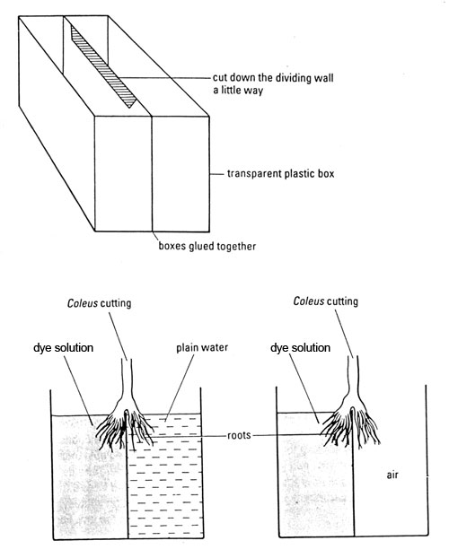 capillary action in plants diagram