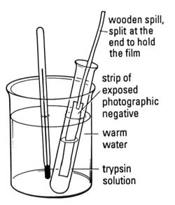 diagram of photographic film In trypsin