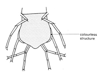 Posterior parts of Asellus 