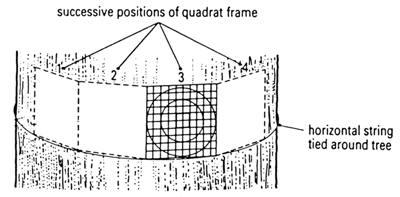 Using a quadrat on a tree trunk to measure the distribution of alga