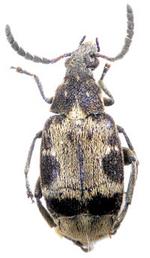 Seed beetle