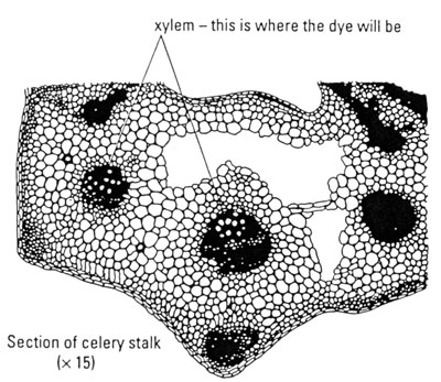 Cross-section through celery stalk diagram