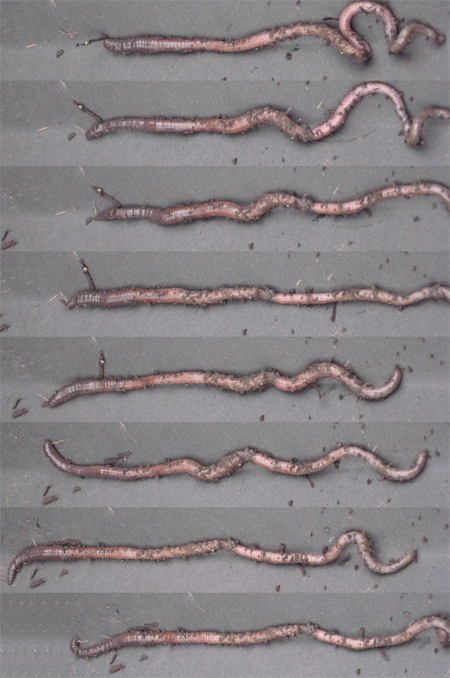 Earthworm locomotion