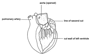 Dissecting a heart: opening up the left atrium