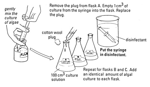 Setting up the algal culture for investigating the effect of minerals on plant growth