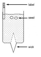 Radish seeds and apparatus to investigate the effect of minerals on plant growth