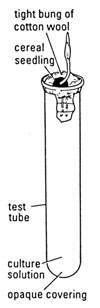 cereal seedling, culture solution, test tube