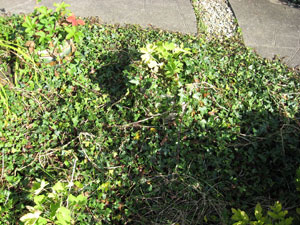 Ivy growing on the ground