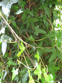 Ivy growing on north-facing tree stump